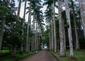 Aburi Botanical Gardens